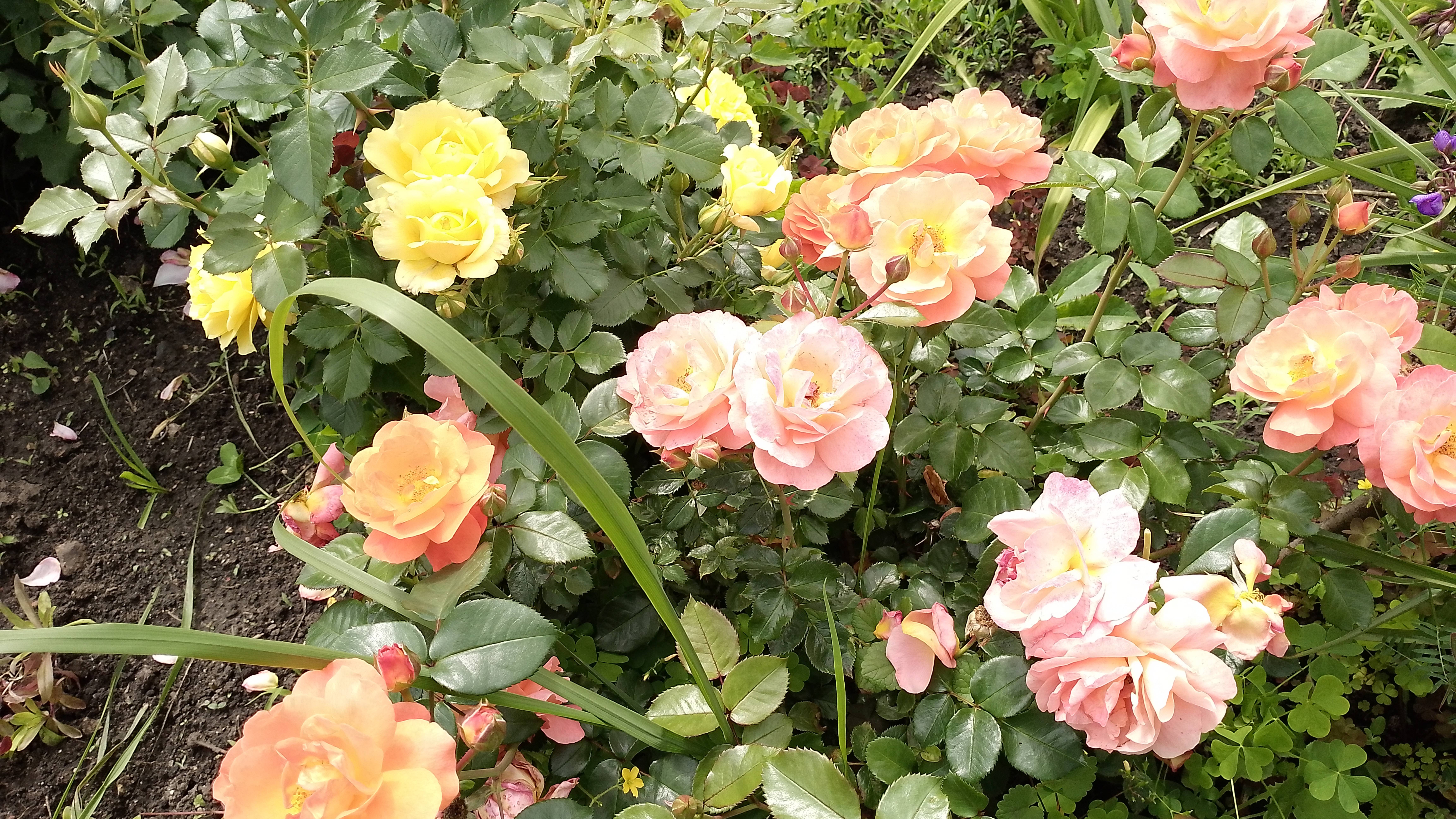 Прогулка по розам. Второй день нет дождя. А с вечера опять. смотреть онлайн