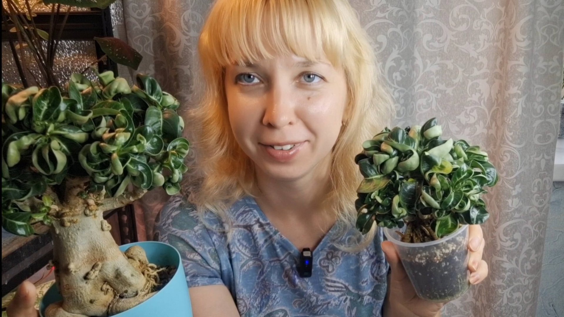 Можно ли пересадить адениум на фитильный полив? Эксперементируем на маленьком барашке. смотреть онлайн