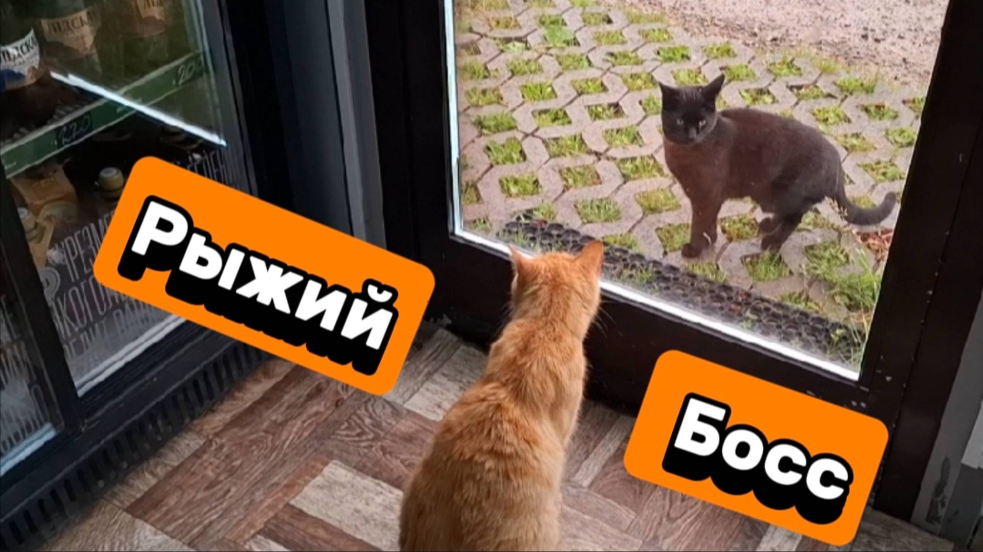 Черные коты против Рыжего стража!" 🐾