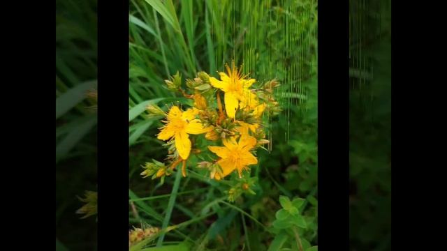 Люблю цветы.mp4 смотреть онлайн