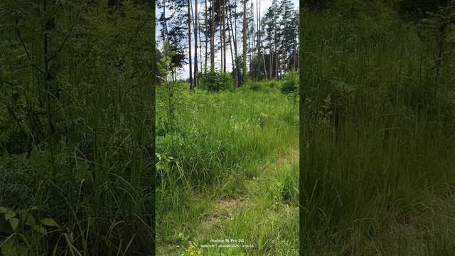 Прогулка в подмосковном лесу, колокольчики 28.06.2025 смотреть онлайн