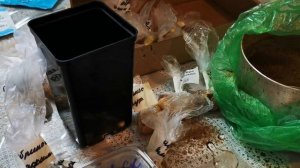 Абрикосы Сибирские. Косточки. Железов Валерий Константинович.