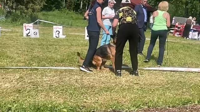 РАБОЧИЙ СУКИ / КЧК ВЕЛИКИЙ НОВГОРОД 15 июня`25 В.Федоров Моно немецких овчарок