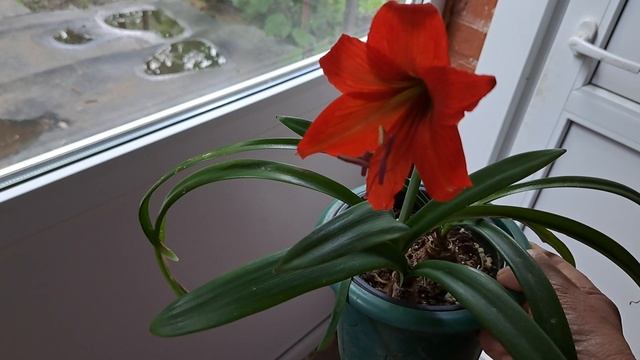 Зацвела красотка. смотреть онлайн