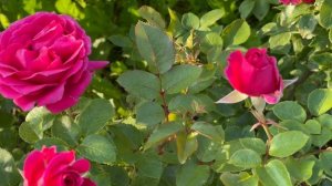 Роза. Роза Лав Леттер. Роза Аннушка.