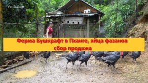 Ферма Бушкрафт в Пханге, яйца Big Pheasant сбор продажа