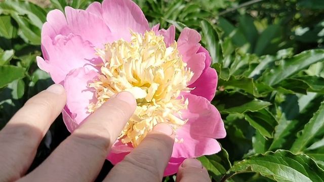 Пион 'ШоуГёрл' (Showgirl) в нашем саду 2025 смотреть онлайн