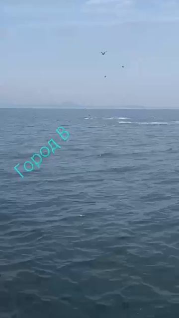 Акулы все ближе смотреть онлайн