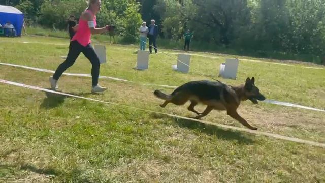 МОЛОДЫЕ СУКИ / КЧК ВЕЛИКИЙ НОВГОРОД 15 июня`25 В.Федоров Моно немецких овчарок