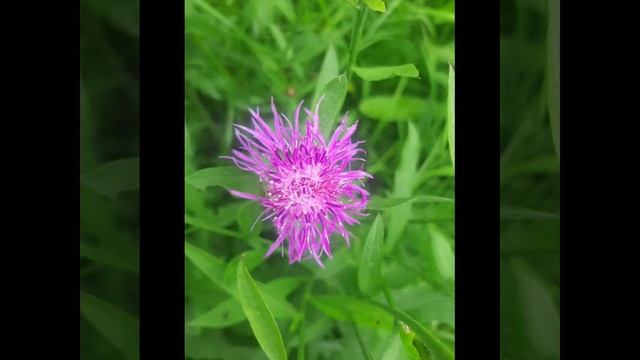 Прелестные цветы и мелодия арфы..mp4 смотреть онлайн