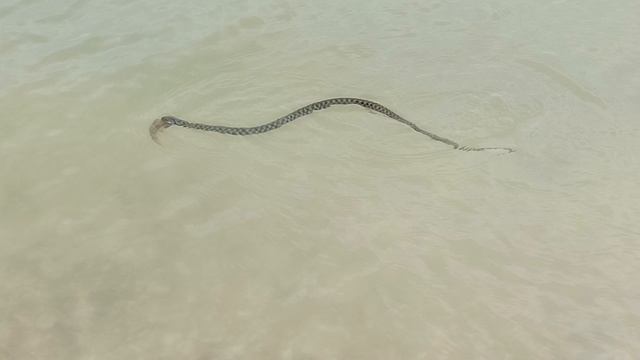 Змеи в море рядом с Ейском смотреть онлайн