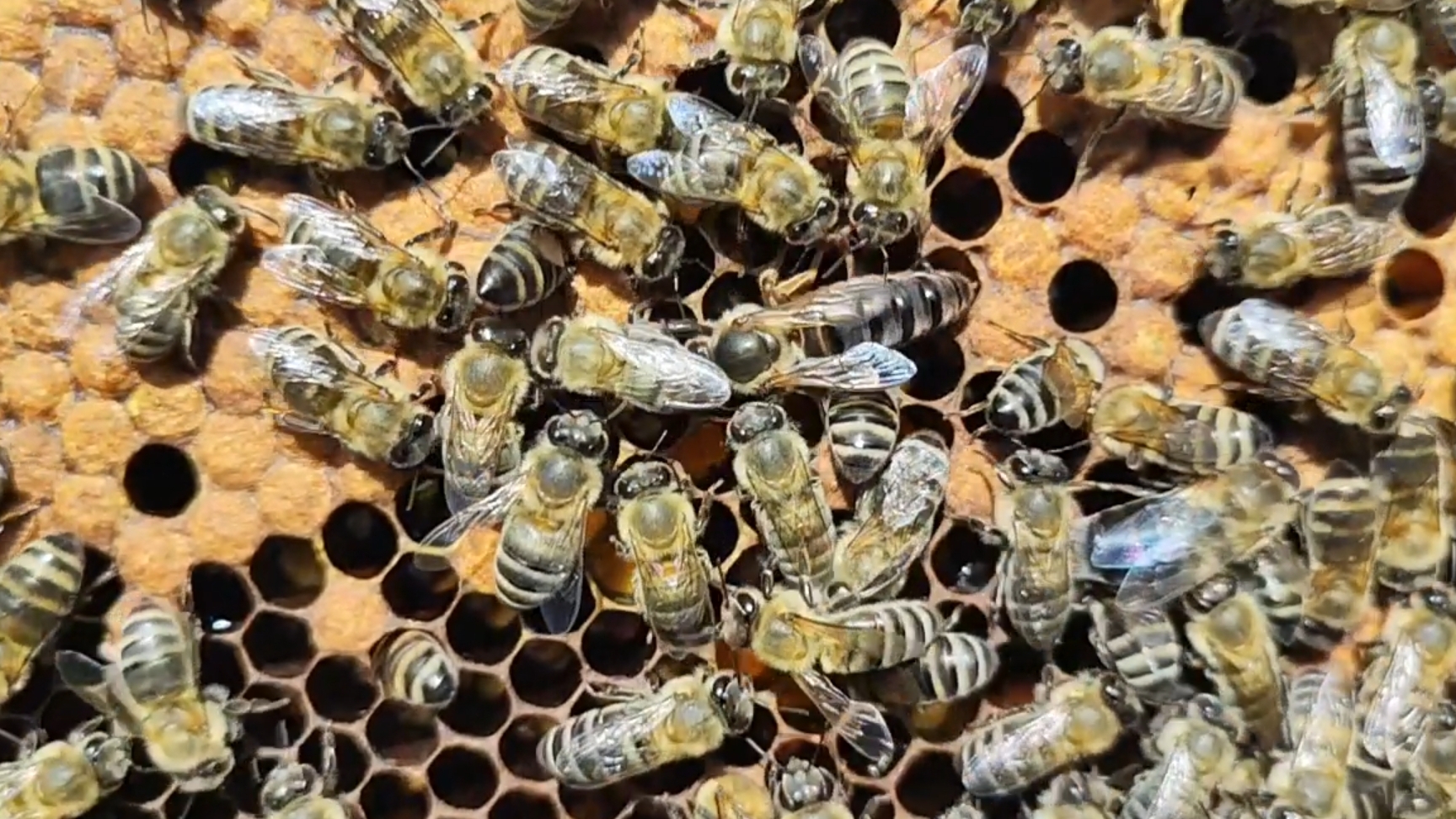 Осмотр семьи из заброшенного улья!