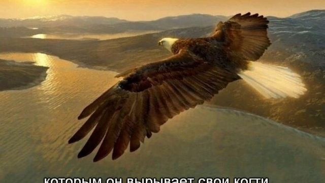 Горный Орёл_Славянские Ведания смотреть онлайн