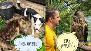 Сову Ёлку возмущают всякие! Пёс Кубик - ленивая жопонька. Показываю рыбов кошке Морошке