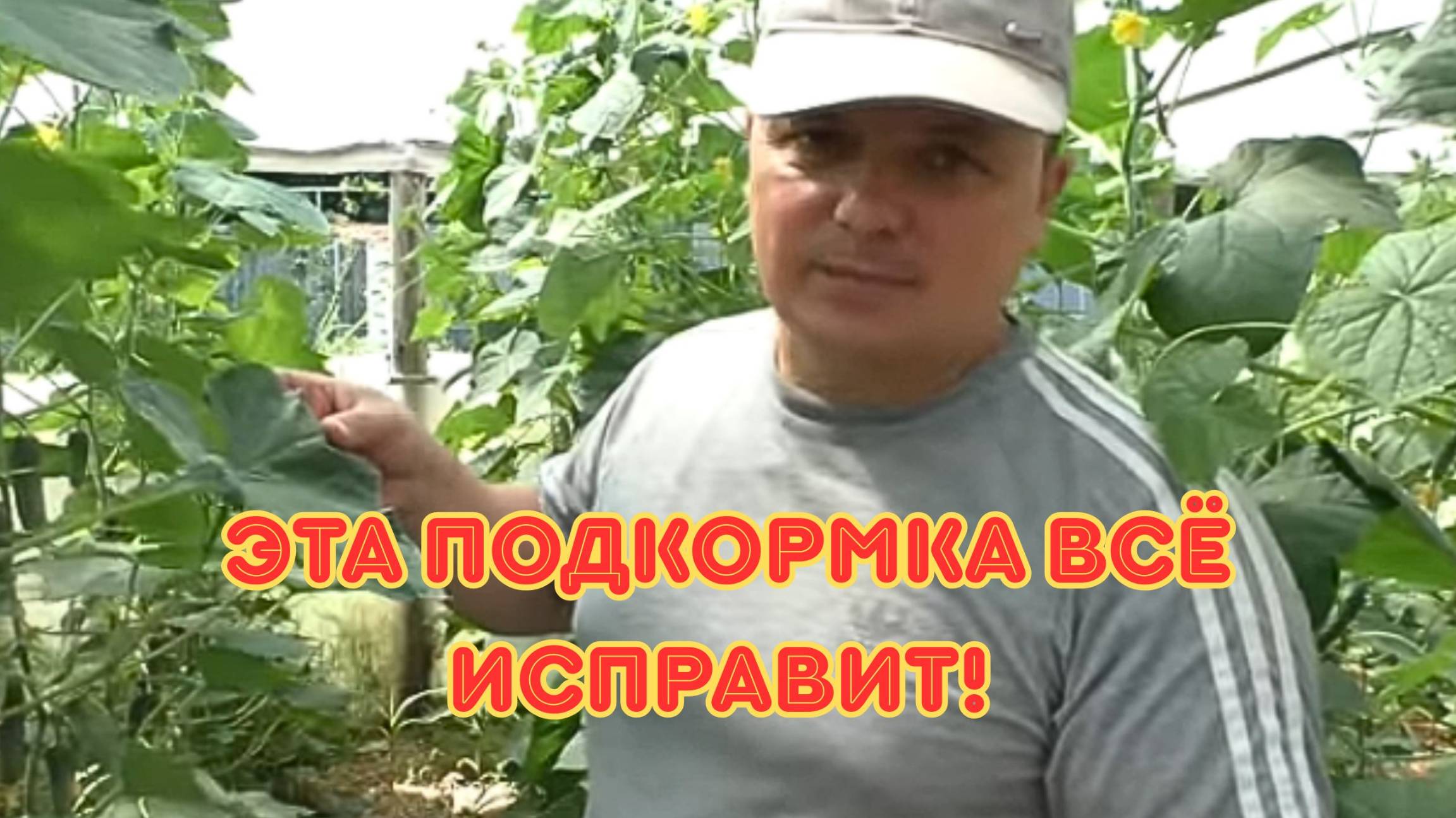 Почему огурцы плохо плодоносят и как это исправить: разбор проблемы и эффективные подкормки. смотреть онлайн