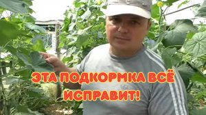 Почему огурцы плохо плодоносят и как это исправить: разбор проблемы и эффективные подкормки.