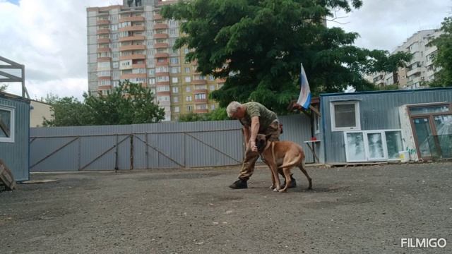 Бельгийская овчарка малинуа Альф обучение обратное движение трюка змейка