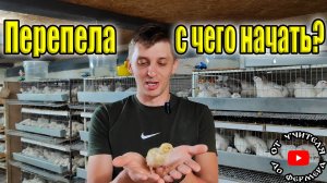 Перепёлки. С чего начать?