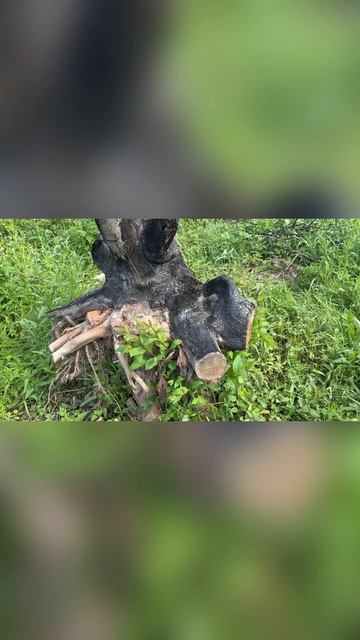 У пня начинается новая жизнь смотреть онлайн