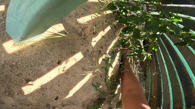 Пляжка 29.06.25 ч13