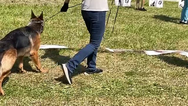 ЮНИОРЫ СУКИ / КЧК ВЕЛИКИЙ НОВГОРОД 15 июня`25 В.Федоров Моно немецких овчарок