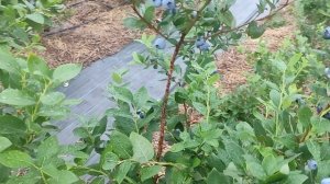 Голубика Нельсон