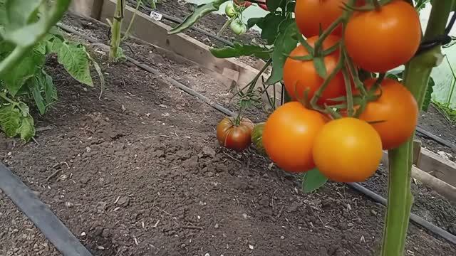 РАННЕЕ СОЗРЕВАНИЕ ТОМАТОВ. Из личного опыта. смотреть онлайн