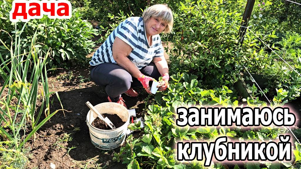 Дача.Погода изменчива.Размножаю клубнику.Обрезала пасынки на огурцах.Июнь 2025 смотреть онлайн