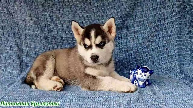 Предлагаем мальчика щенка хаски, голубоглазого, черно-белого, родился 8 мая 2025 года
