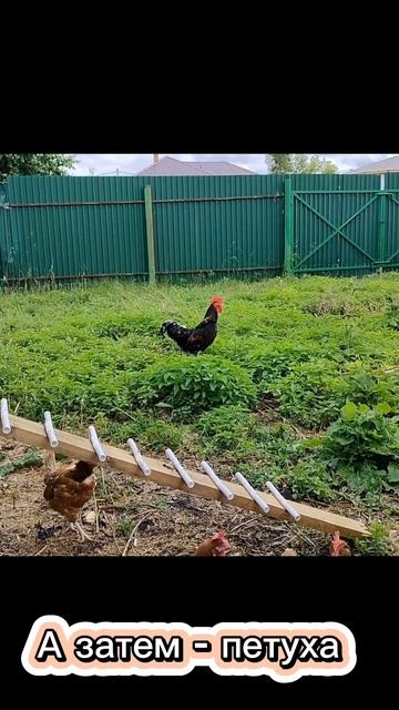 Наши курочки и петушок