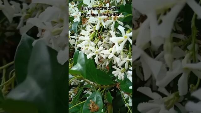 ЕСЛИ ТЫ АНГЕЛ смотреть онлайн