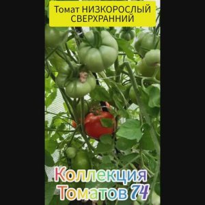 ТОМАТ НИЗКОРОСЛЫЙ СВЕРХРАННИЙ -ОЧЕНЬ НЕПРИХОТЛИВЫЙ И УРОЖАЙНЫЙ СОРТ