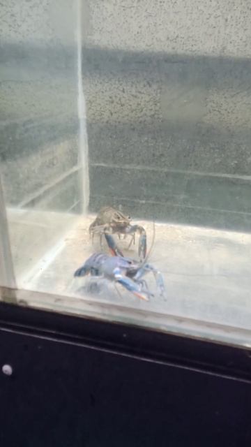 австралийские раки+79047086333