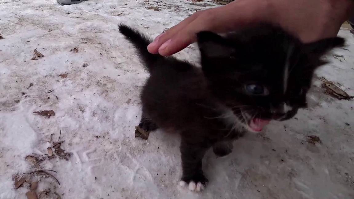 Усынови меня, я буду последним котенком. Спасение котенка. смотреть онлайн