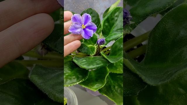 Фиалки у Алисы. Влог смотреть онлайн