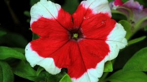 ПЕТУНИЯ - КАК ПРАВИЛЬНО СОБРАТЬ СЕМЕНА ПЕТУНИИ