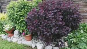 Июньская, дачная прогулка по саду!