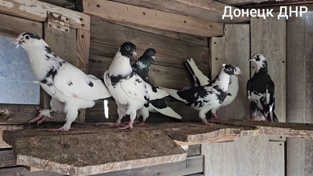 Бакинцы Донецк ДНР