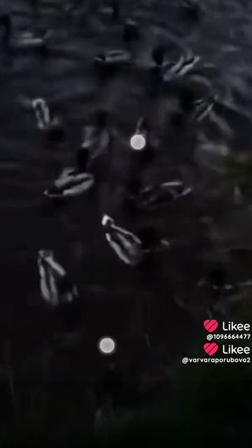 1000028798.mp4 смотреть онлайн