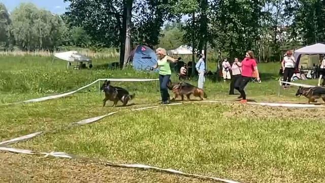 ЮНИОРЫ СУКИ ДШ / КЧК ВЕЛИКИЙ НОВГОРОД 15 июня`25 В.Федоров Моно немецких овчарок