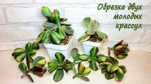 Обрезка 2 молодых крассул