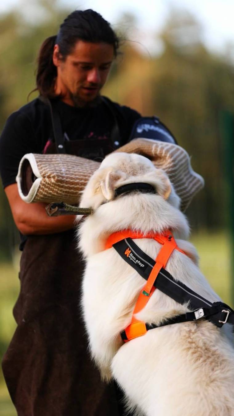 В день кинолога. ИЗББ снимает свое кино