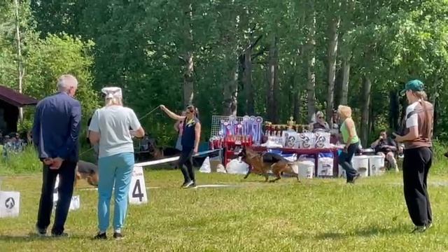 ЮНИОРЫ КОБЕЛИ / КЧК ВЕЛИКИЙ НОВГОРОД 15 июня`25 В.Федоров Моно немецких овчарок