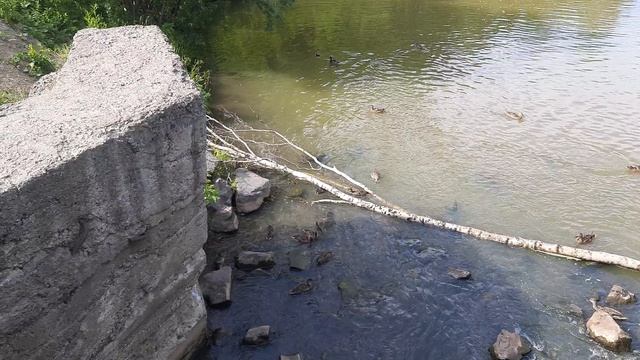 Утки в Назарово