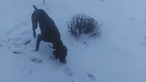 Пёс 1 серия 1сезон Зимняя охота