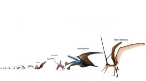 Размеры птерозавров (летающих рептилий)