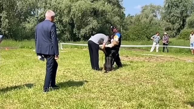 1 Оч/хор Leiksaid DEBORA HANNI №65. КЧК ВЕЛИКИЙ НОВГОРОД 15 июня`25 В.Федоров Моно н/о