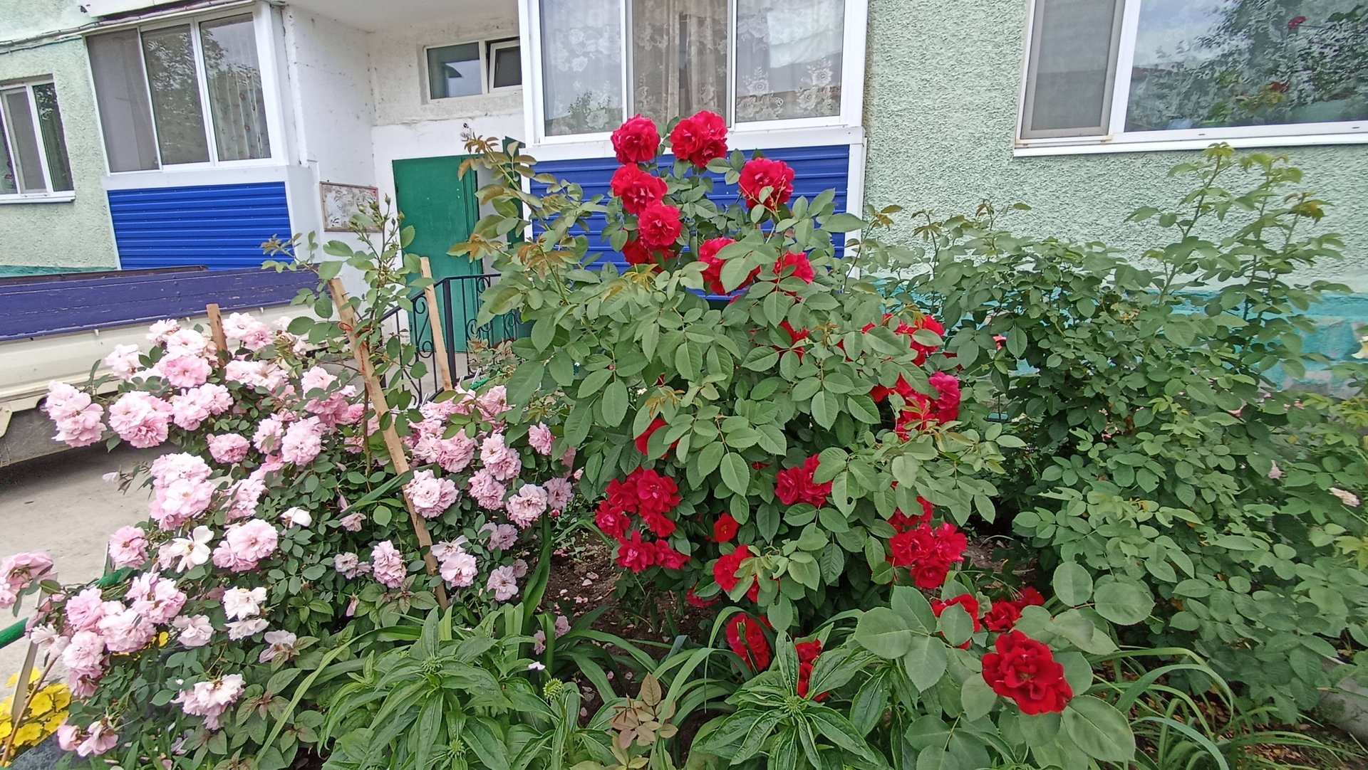 Цветущий Июнь смотреть онлайн