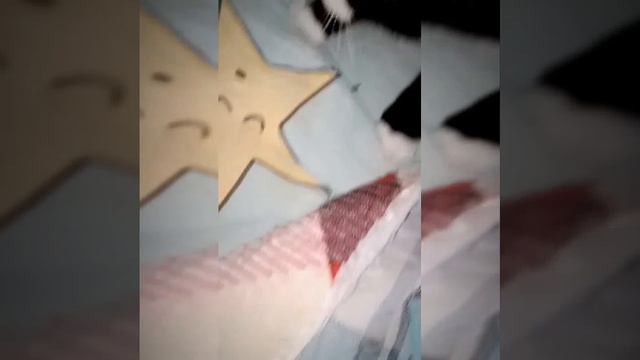 жизнь кота Сеньки😺😹 смотреть онлайн