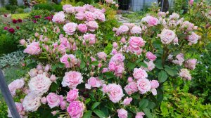 Зацвела роза Бьенвеню. Сад после ливня 24 и 26 июня 2025 г. Пятигорск. Дизайн сада, цветы.